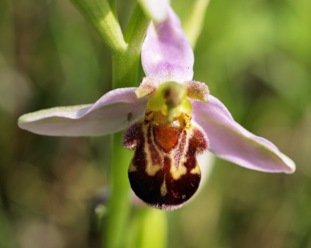 Mimikrybeispiel bei der Bienen-Ragwurz. Orchideenart, die zur besseren Bestäubung das Aussehen und den Geruch einer Bienenart imitiert.